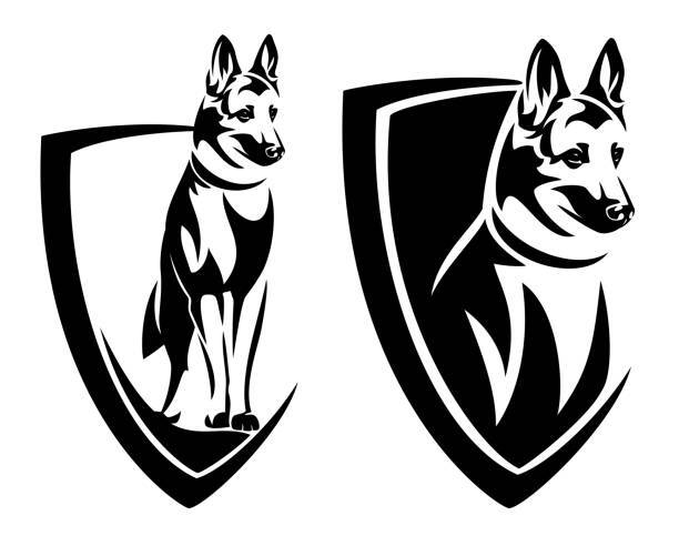 Belgian Malinois
